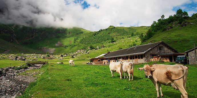 Kühe weiden in den Bergen